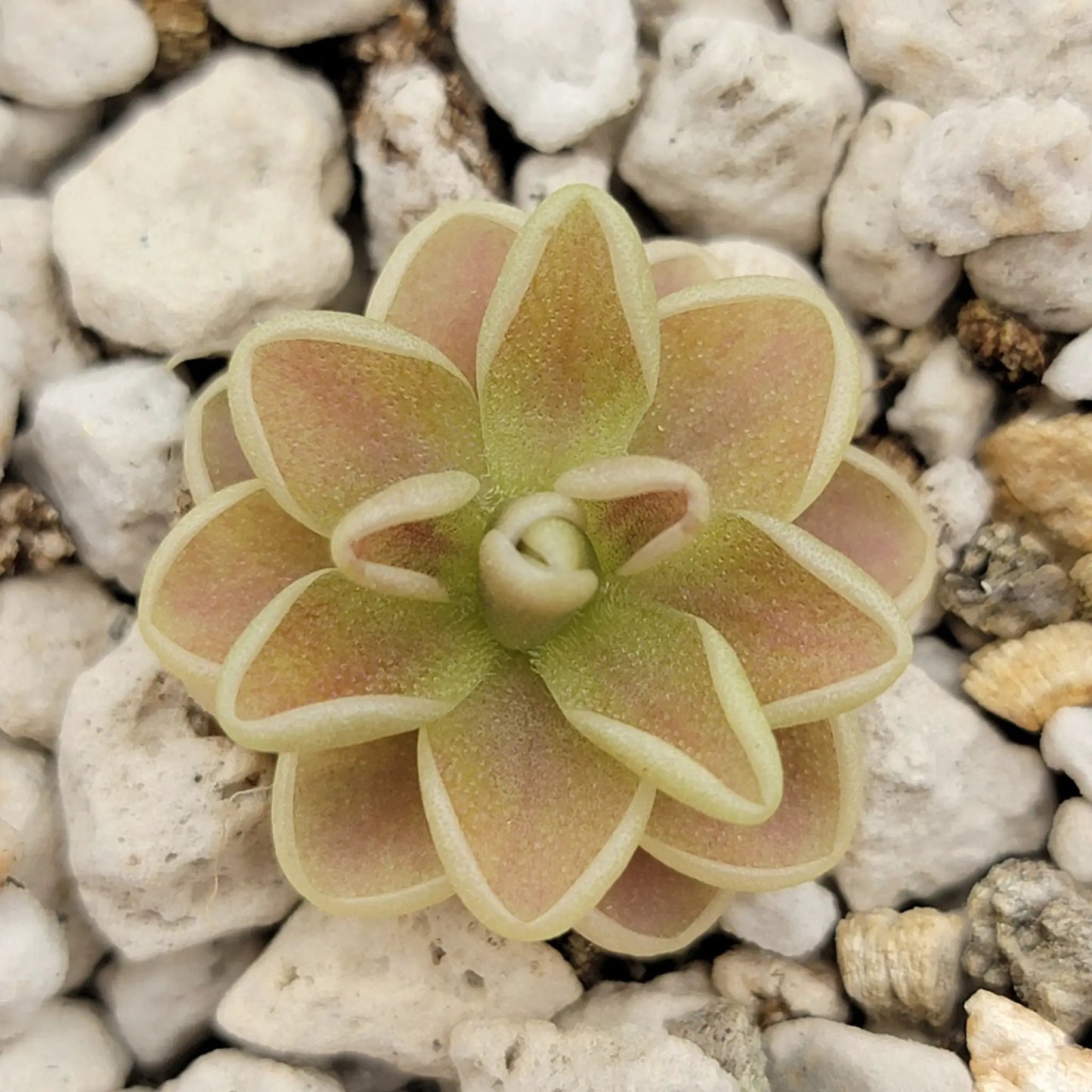 Pinguicula "Yucca Do 1717" - Tampa Home & Garden Store