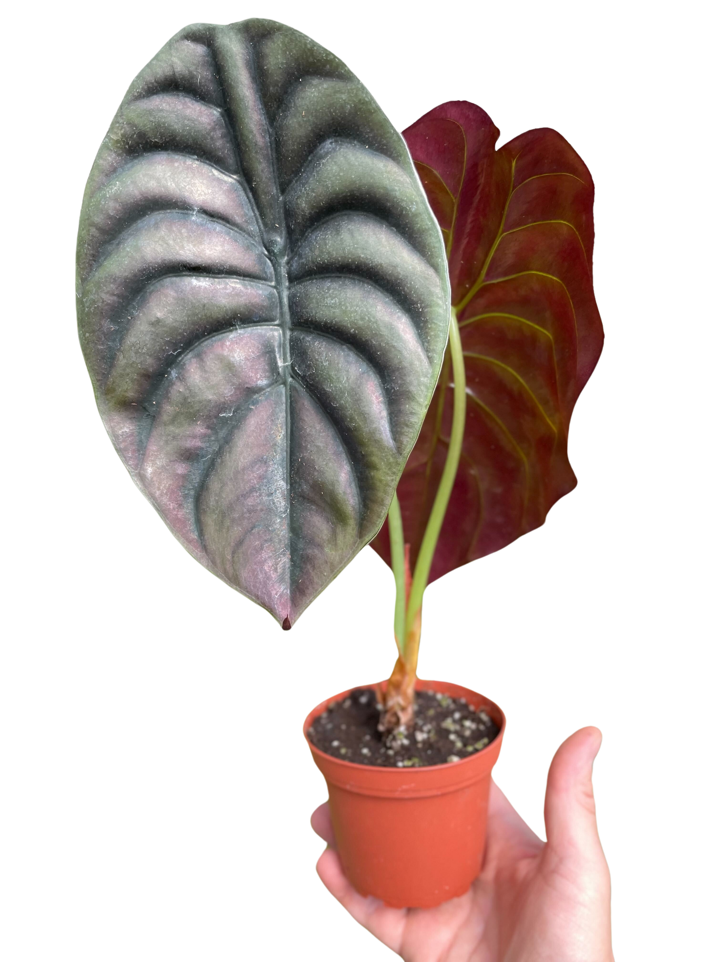 Alocasia 'Secreto Rojo'