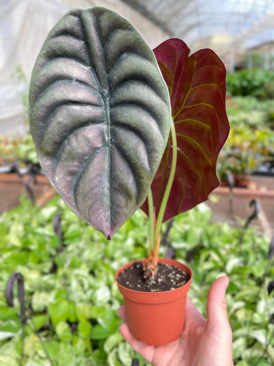 Alocasia Red Secret potted elephant ear plant with dark burgundy-green leaves on Tampa Home & Garden Store