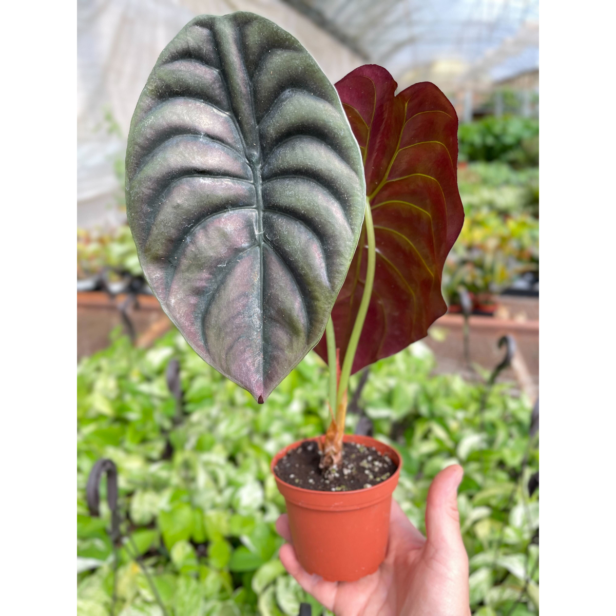 Alocasia Red Secret indoor plant with dark leaves in terracotta pot on Tampa Home & Garden Store