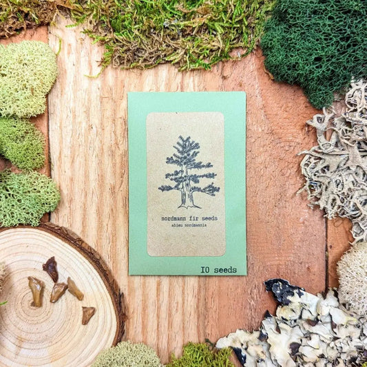 Nordmann fir bonsai seeds packet with 10 seeds on mint-green card Plantflix on Tampa Home & Garden Store