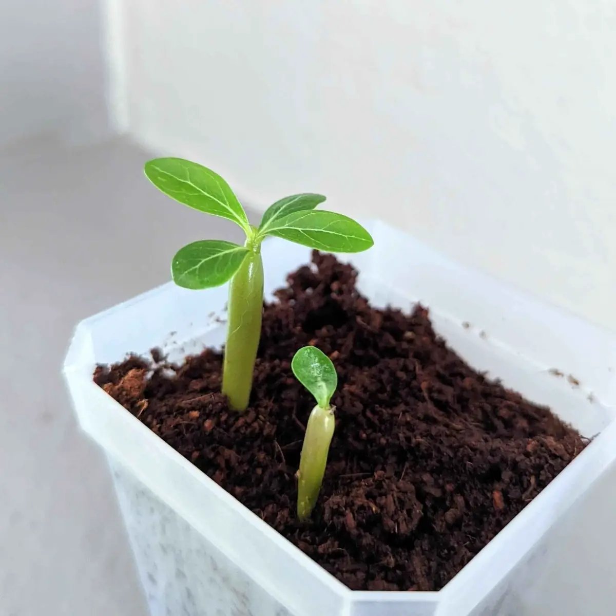 Adenium Obesum Desert Rose seeds germinating into two seedlings in a white pot with dark soil Plantflix on Tampa Home & Garden Store