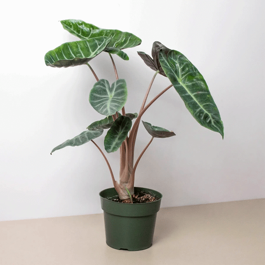 Alocasia Pink Dragon indoor plant with green leaves and pale venation in a green pot on Tampa Home & Garden Store
