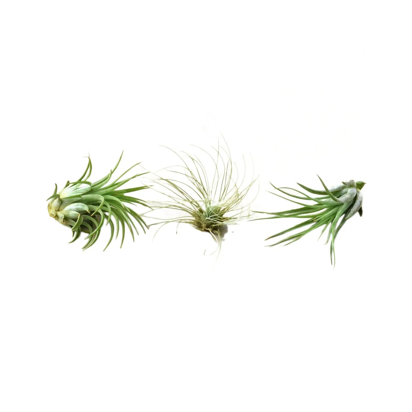 Air Plant Three Pack of Varieties 2 to 3 Inches
