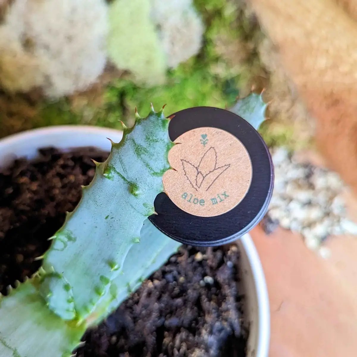 Aloe mix seeds with Plantflix label on a blue green aloe succulent in a pot indoors on Tampa Home & Garden Store