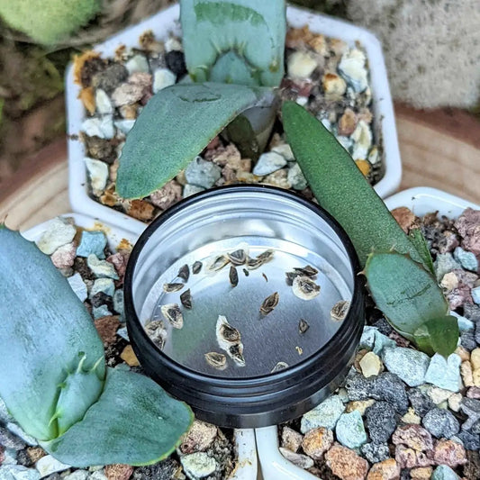 Aloe mix succulent seeds inside a lid beside blue-green Aloe leaves on pebble mulch on Tampa Home & Garden Store