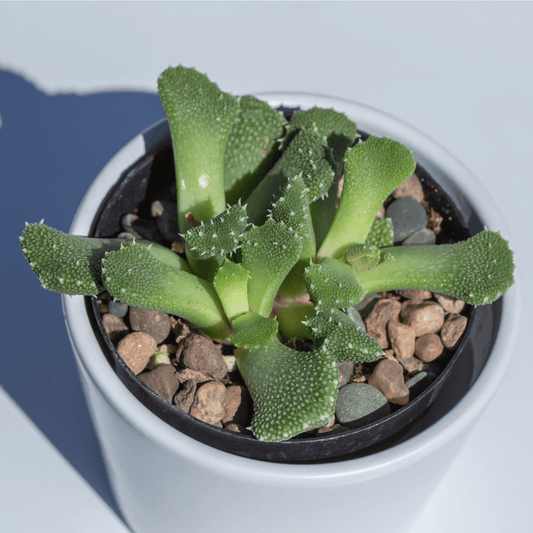 Mezcla de semillas de Aloinopsis
