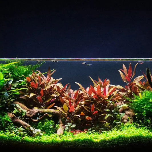 Alternanthera Reineckii Mini Red aquarium plant (6+ stems) AquaHorizon on Tampa Home & Garden Store