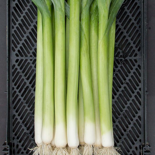 Alto leek stalks in a crate with green tops and white bases, 8 stalks on Tampa Home & Garden Store