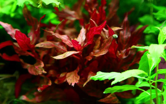 Alternanthera Rosanervig Pink Leaves for Aquarium, red pink foliage, AquaHorizon, 6 stems on Tampa Home & Garden Store