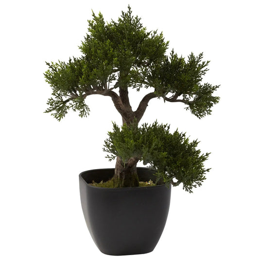 Fifteen Inch Artificial Cedar Bonsai Tree by Nearly Natural in a black pot with moss on Tampa Home & Garden Store