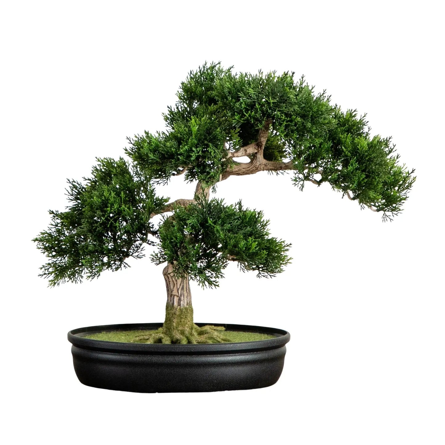 Cedar Bonsai Silk Plant 16 Inch decor Nearly Natural in a black bonsai pot with moss on Tampa Home & Garden Store