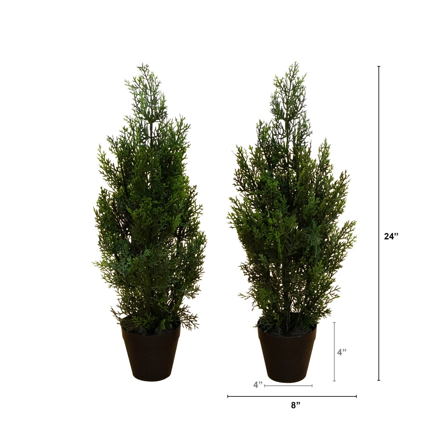 Two Mini Cedar Pine Trees For Indoor Or Outdoor