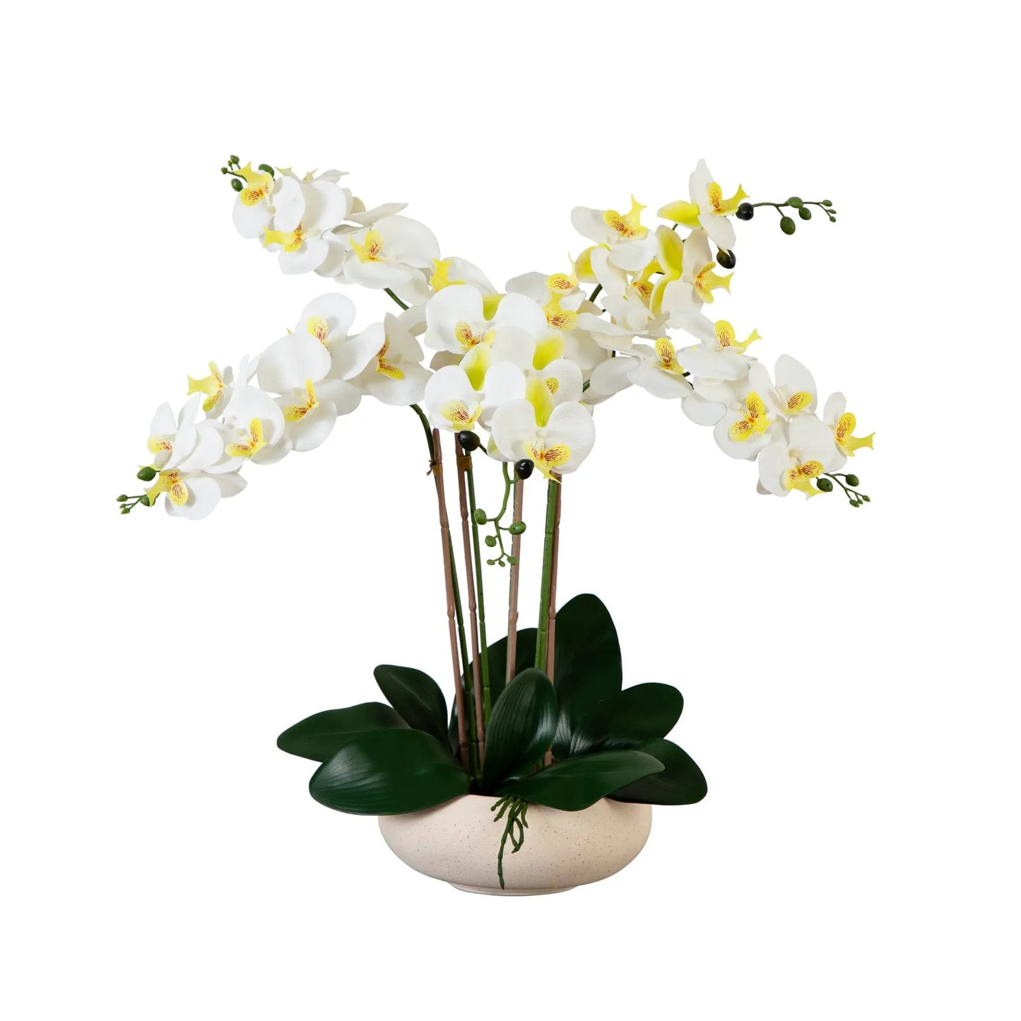23-inch Phalaenopsis orchid arrangement in white ceramic planter with green leaves on Tampa Home & Garden Store