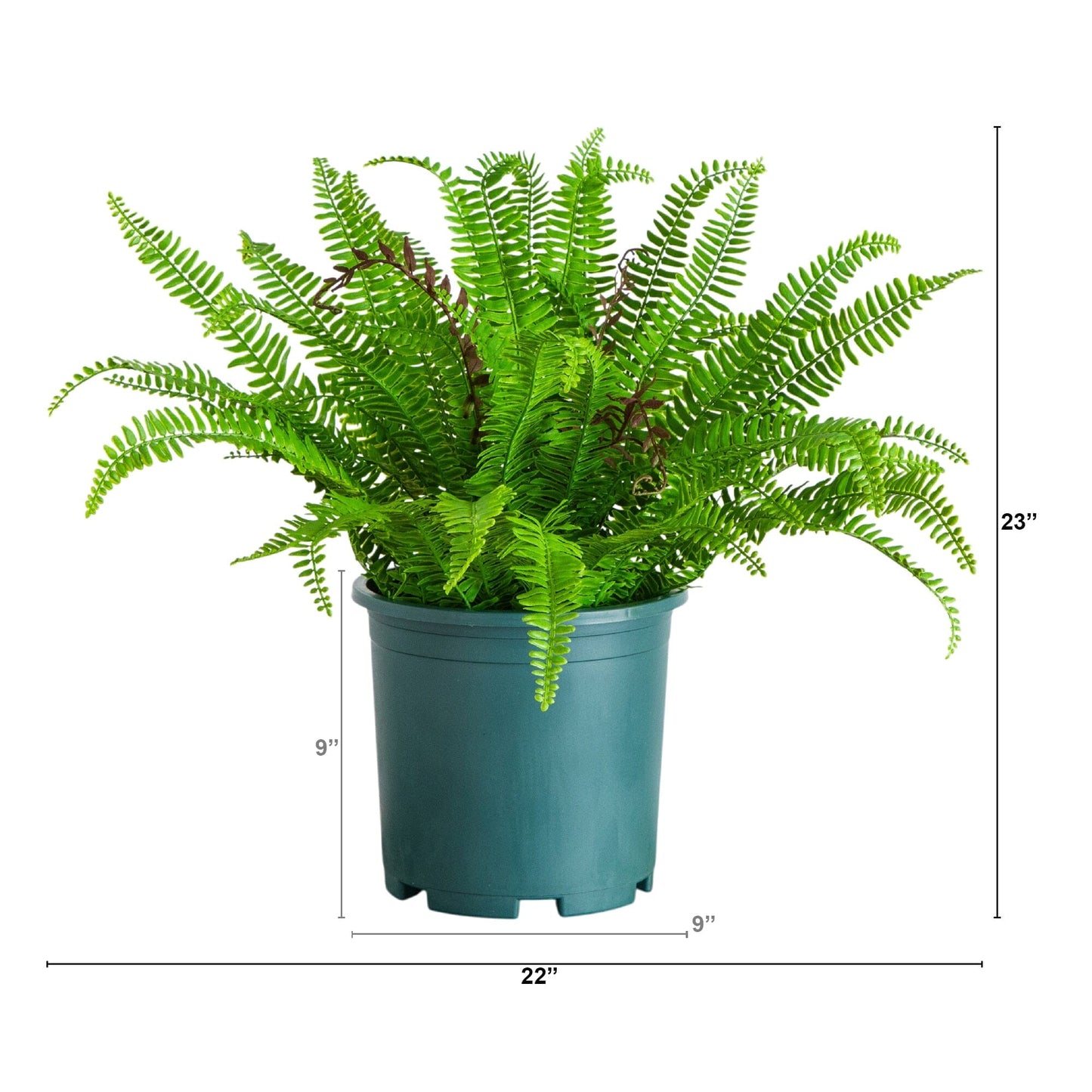 Artificial Boston fern plant 23-in UV resistant, Nearly Natural, teal pot for indoor/outdoor use on Tampa Home & Garden Store