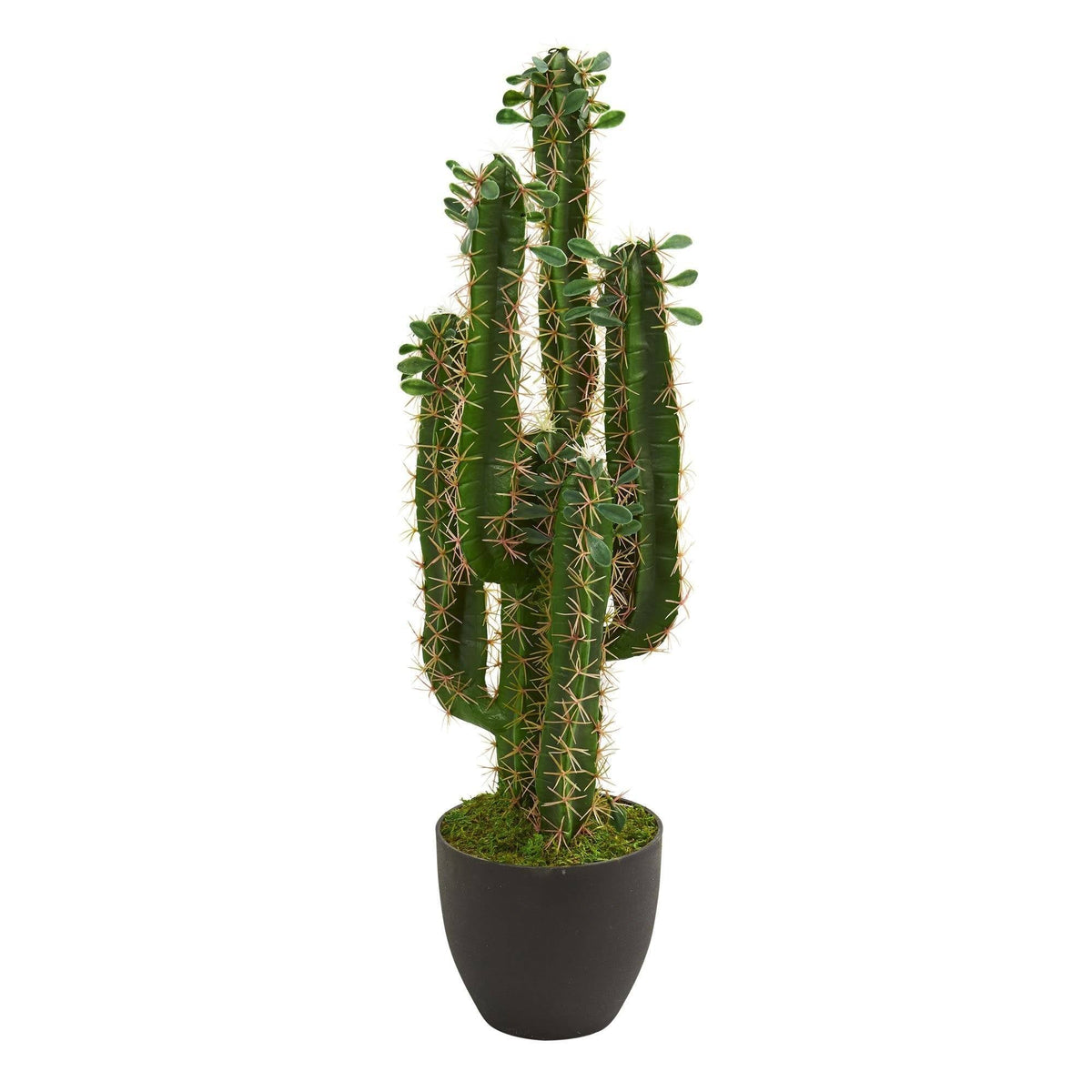 2.5’ artificial San Pedro cactus plant with green stems and tan spines in a black pot on Tampa Home & Garden Store