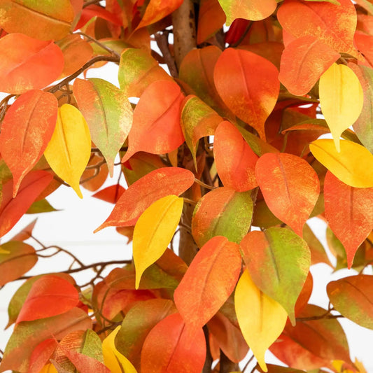 Autumn Ficus artificial tree with vibrant orange, red, and yellow leaves for home decor on Tampa Home & Garden Store