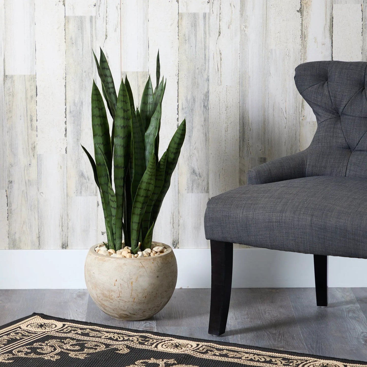 32 Inch Sansevieria plant in sand-colored planter with decorative pebbles on Tampa Home & Garden Store
