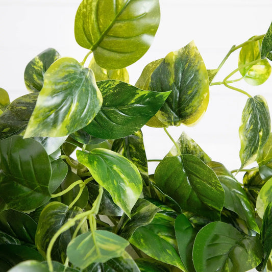 Pothos hanging plant set of 2, UV resistant, variegated green leaves for indoor/outdoor use on Tampa Home & Garden Store