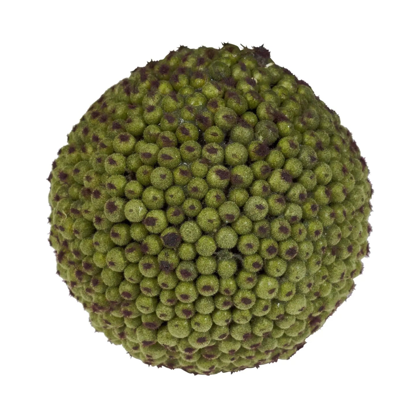 Berry Balls set of 6 4-inch decorative moss orbs green with purple centers on Tampa Home & Garden Store