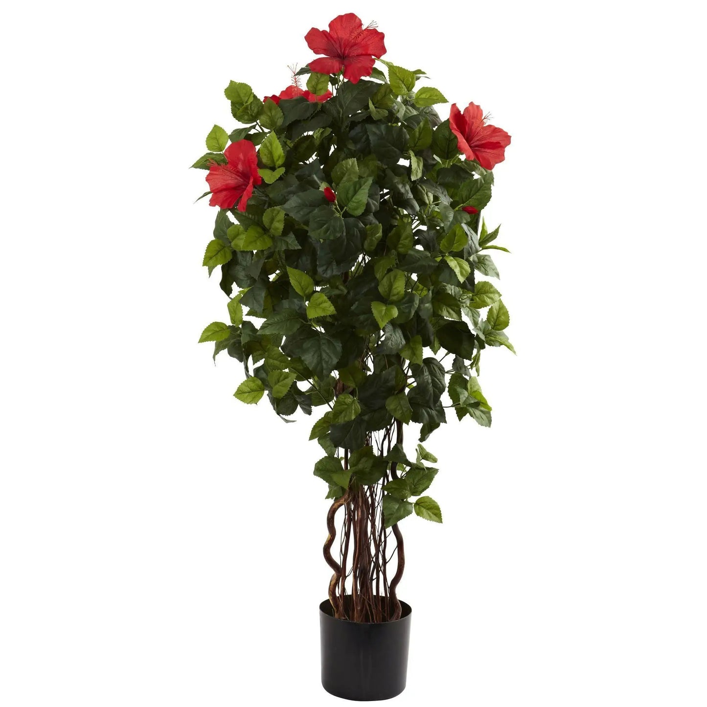 4 ft hibiscus tree with gnarly twisting trunks, lush green leaves and red blooms in a black pot on Tampa Home & Garden Store