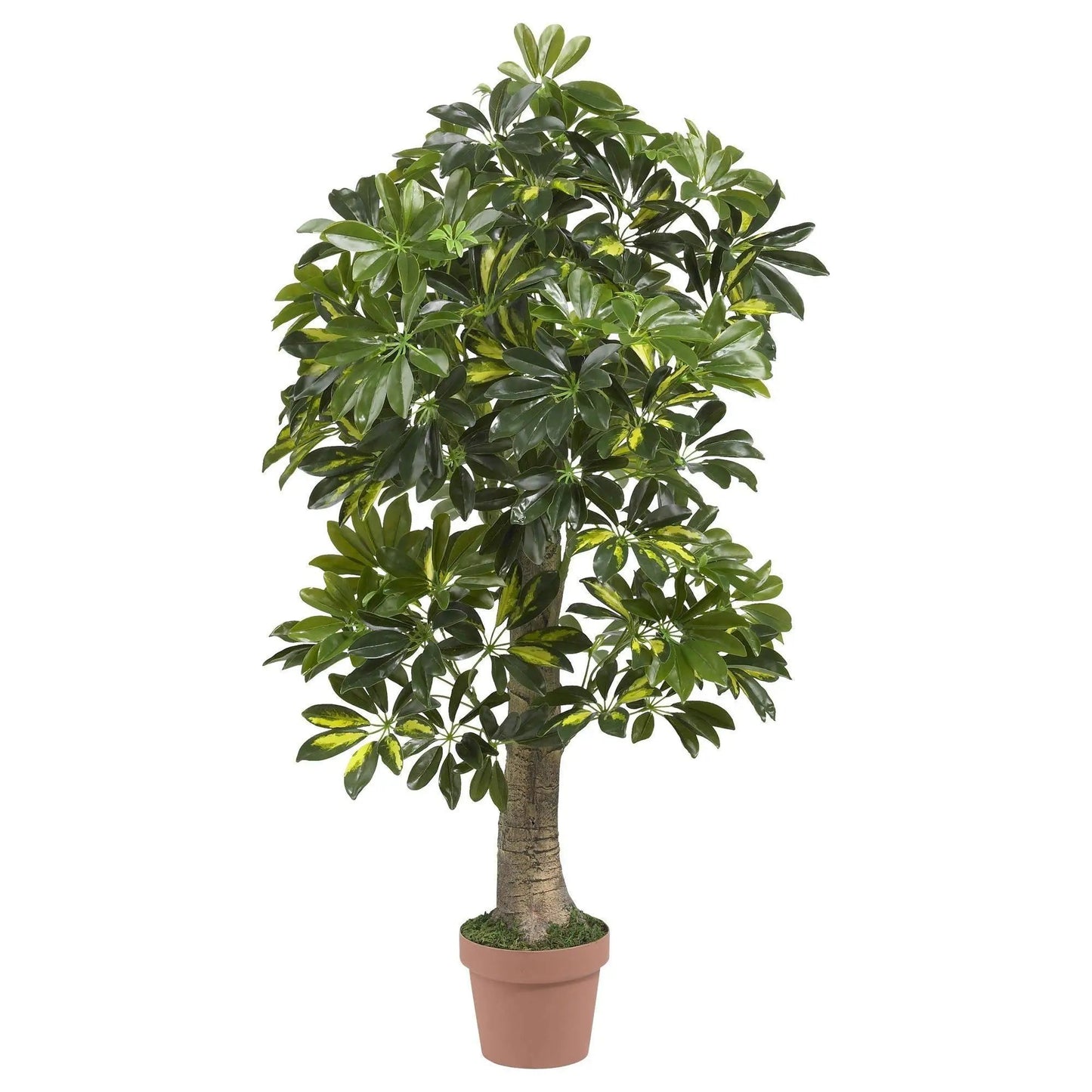 Schefflera Silk Tree Real Touch 4 ft artificial tree with glossy green variegated leaves in a pot on Tampa Home & Garden Store