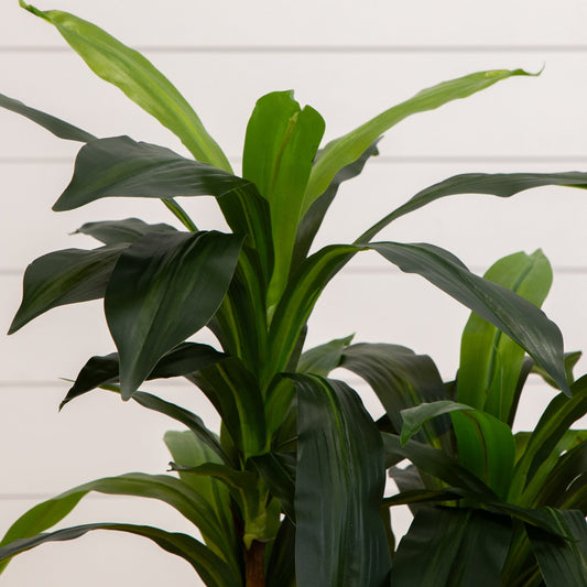 48" Dracaena Silk Plant (Real Touch) - Tampa Home & Garden Store