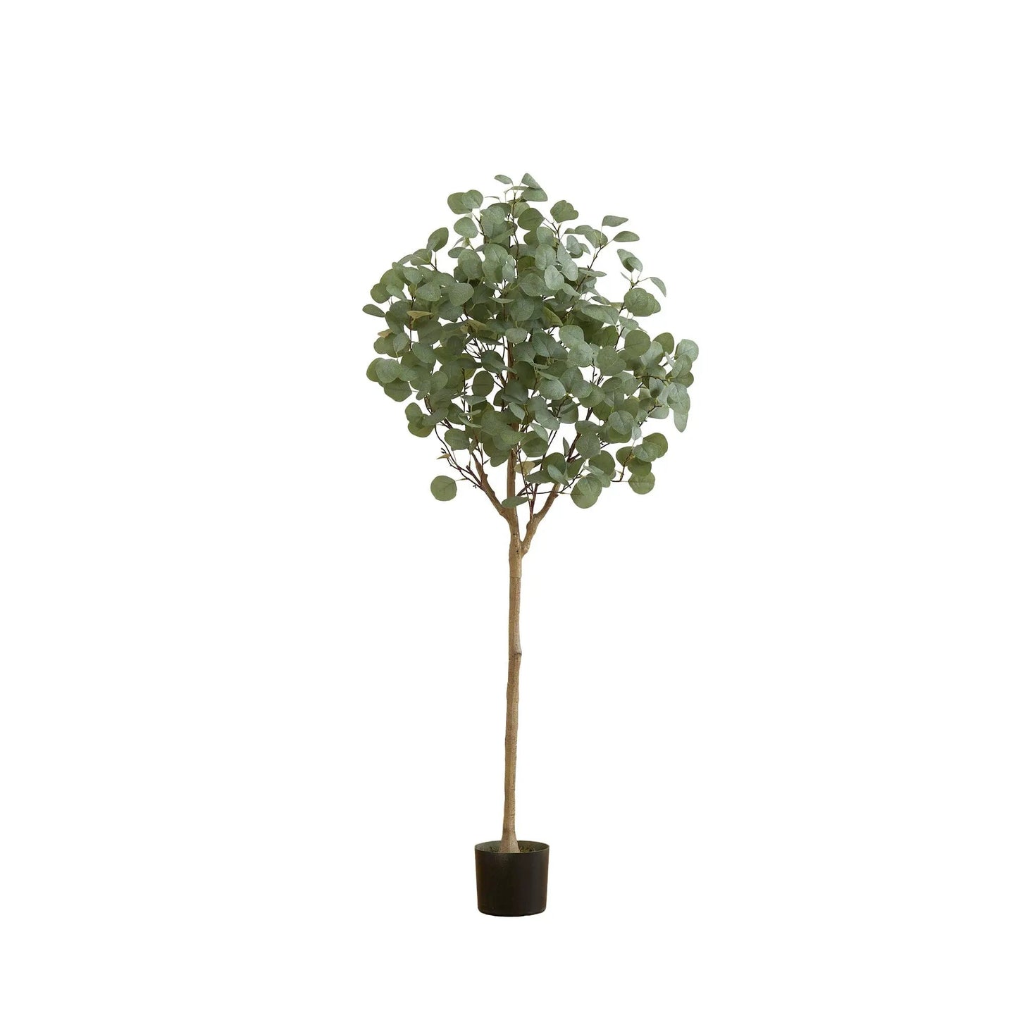 Lifelike eucalyptus tree with round green leaves and brown trunk in a black pot on Tampa Home & Garden Store