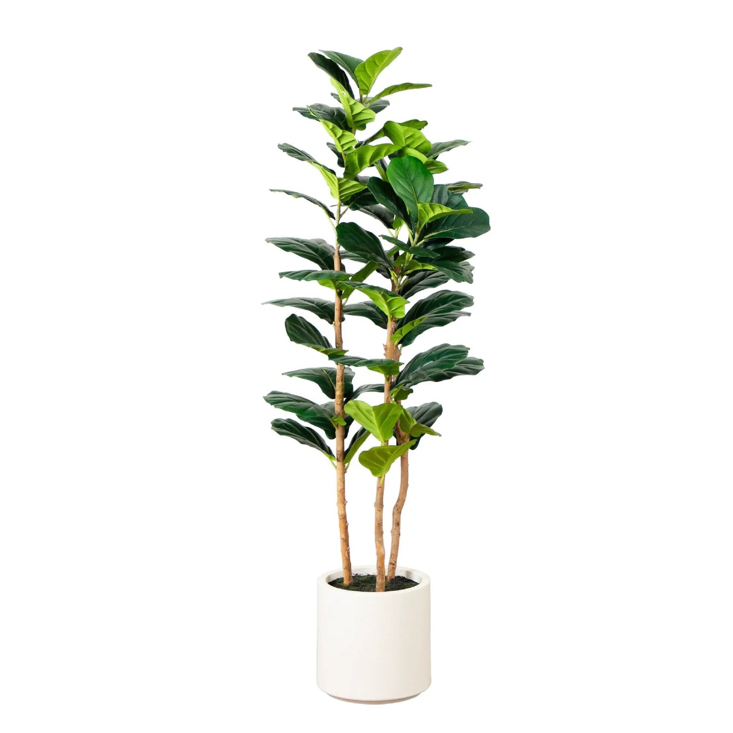 Artificial fiddle leaf tree in white planter by Nearly Natural on Tampa Home & Garden Store