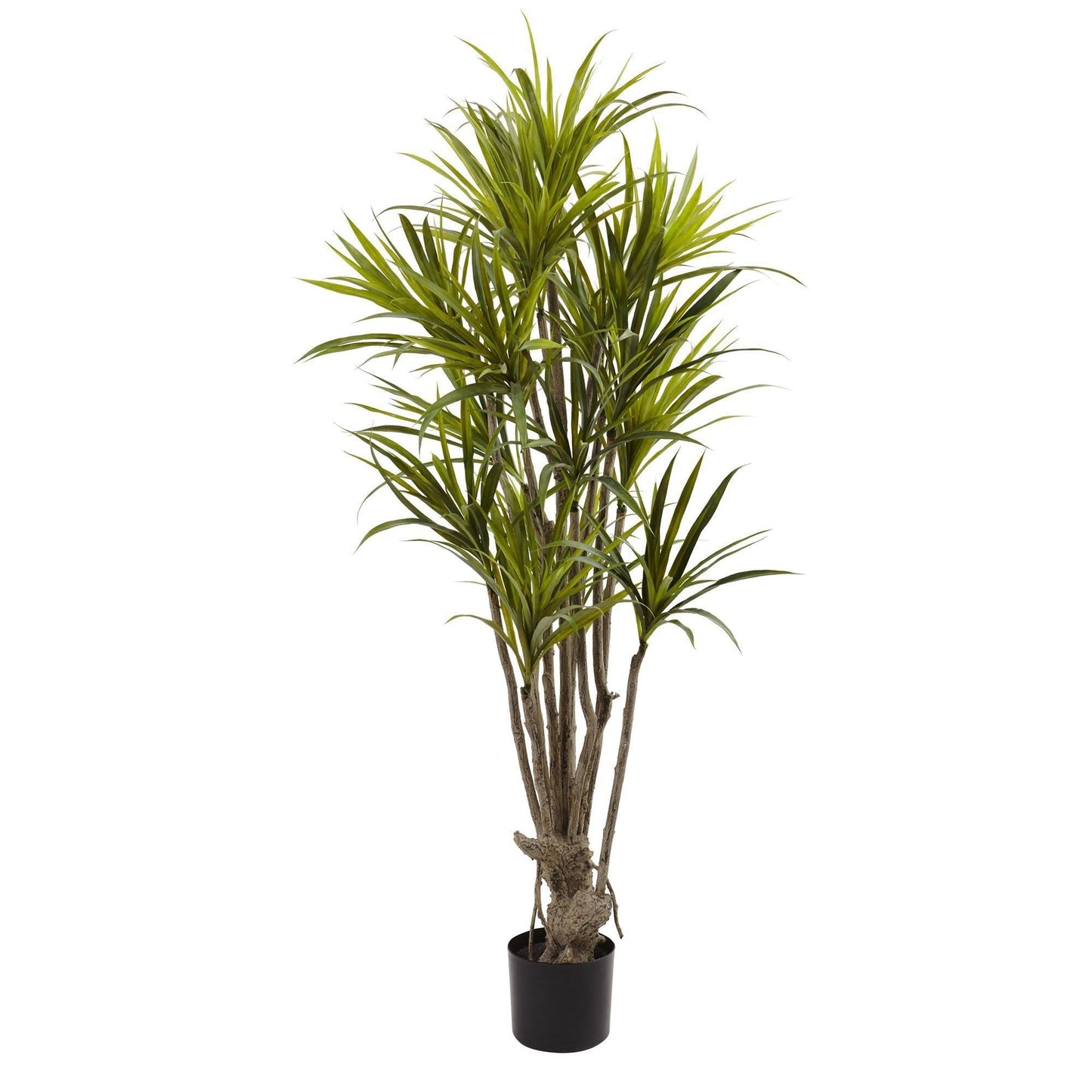 5’ Dracaena Silk Tree with brown trunk and dense green leaves in a black pot on Tampa Home & Garden Store