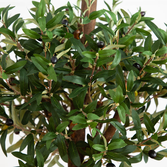 5’ Olive Tree in Farmhouse Planter - Tampa Home & Garden Store