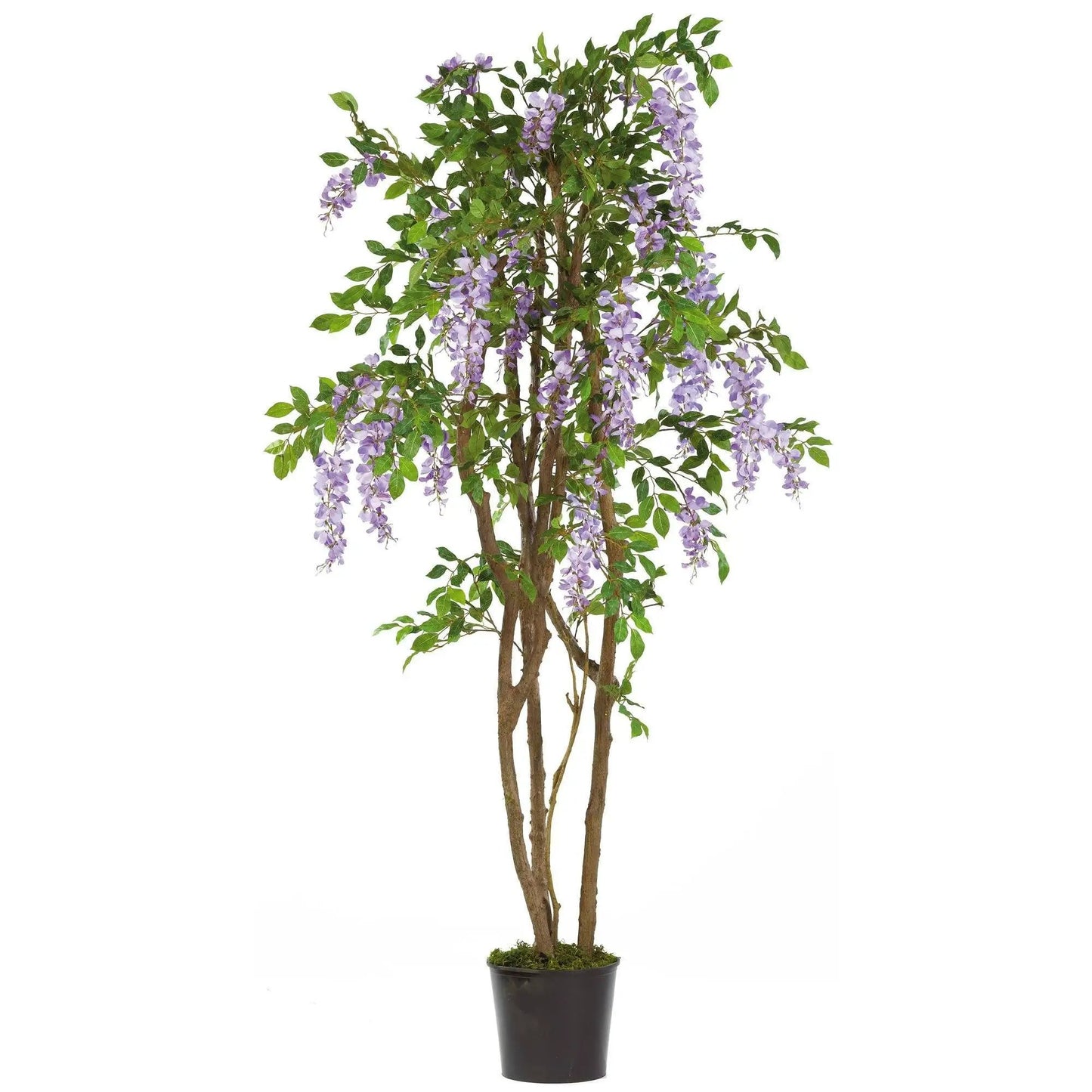 Wisteria Silk Tree with Blooming Clusters Nearly Natural purple blossoms cascading in a pot on Tampa Home & Garden Store