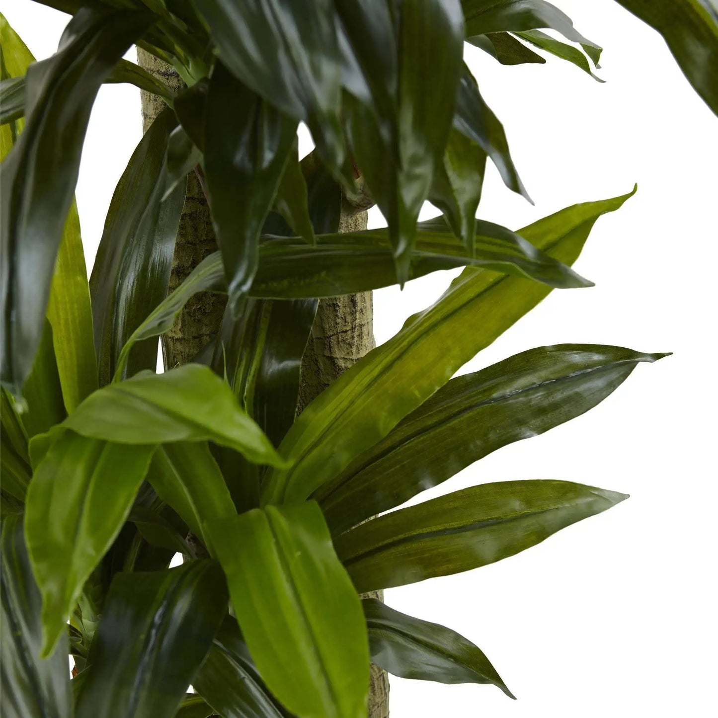 Corn Stalk Dracaena by Nearly Natural with Black Wash Planter, lush green cascading leaves on Tampa Home & Garden Store