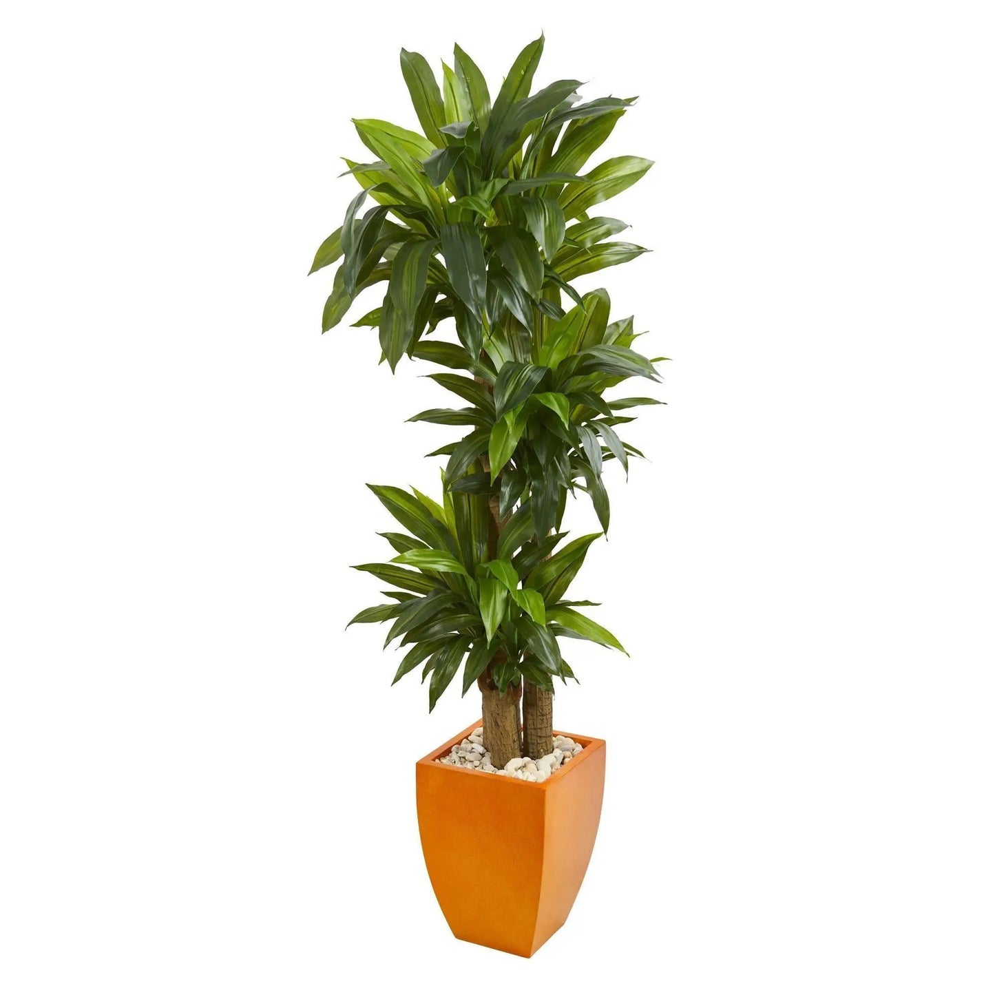 5.5ft Dracaena plant in orange square planter with white stones Real Touch Nearly Natural on Tampa Home & Garden Store