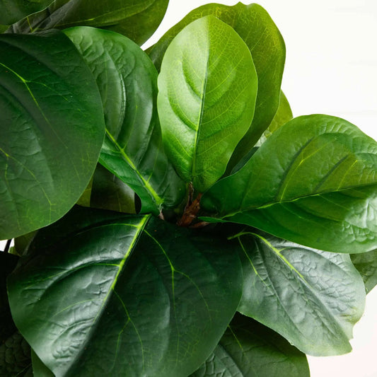 5.5 ft Fiddle Leaf Tree in Black Planter, artificial leaves by Nearly Natural on Tampa Home & Garden Store