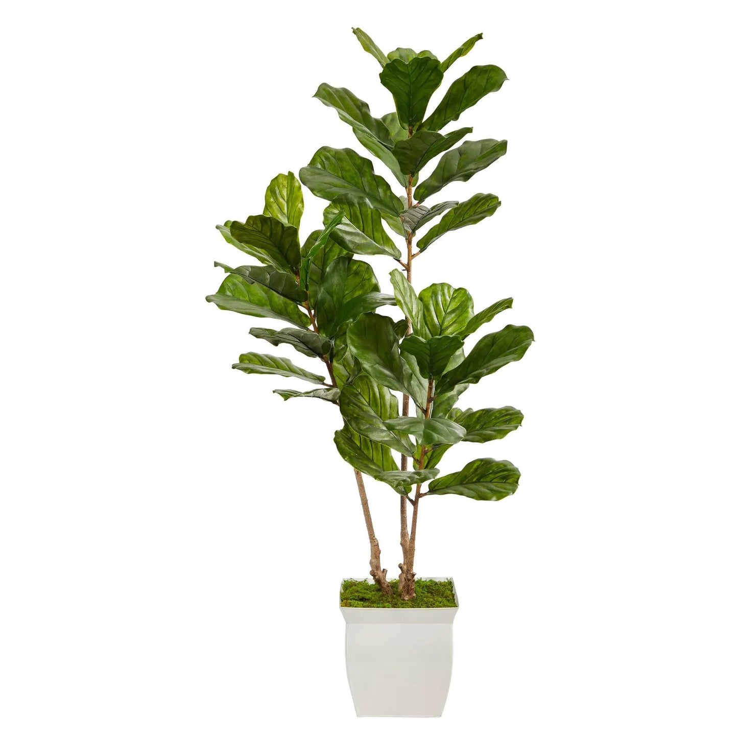 5.5 ft fiddle leaf tree in white planter, Nearly Natural artificial indoor outdoor on Tampa Home & Garden Store