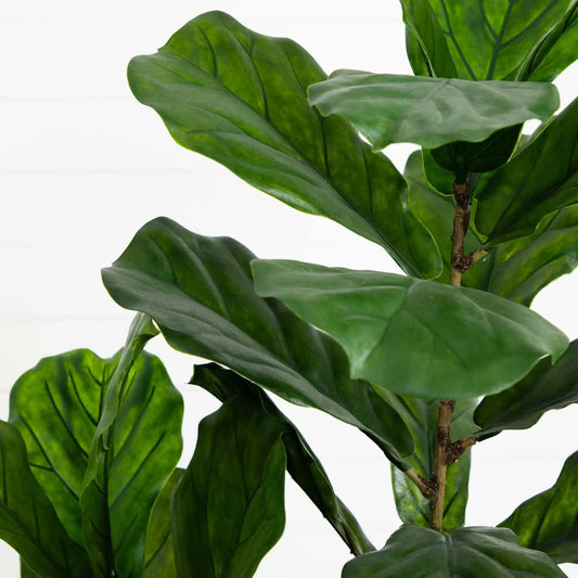5.5 ft fiddle leaf tree with glossy green leaves on Tampa Home & Garden Store