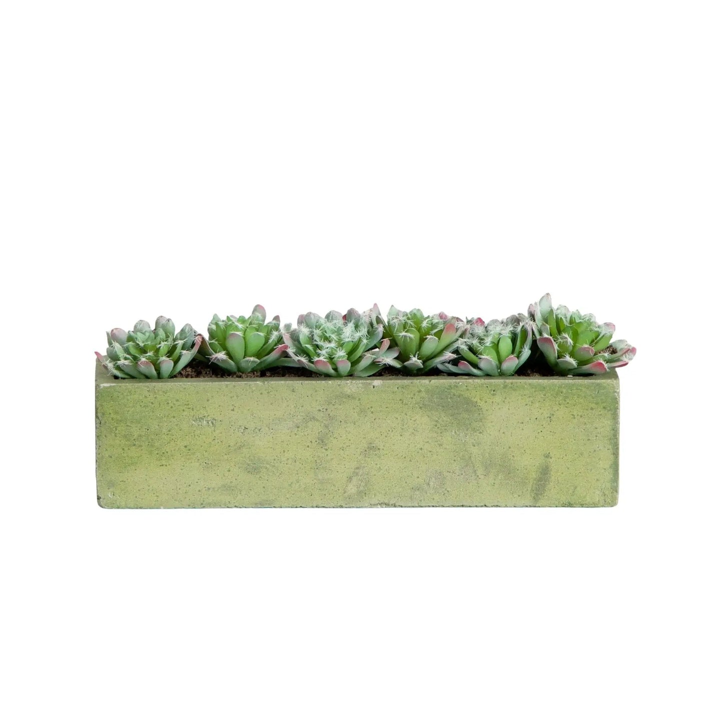 5.5 Succulent Garden With Concrete Planter, green rosettes by Nearly Natural on Tampa Home & Garden Store
