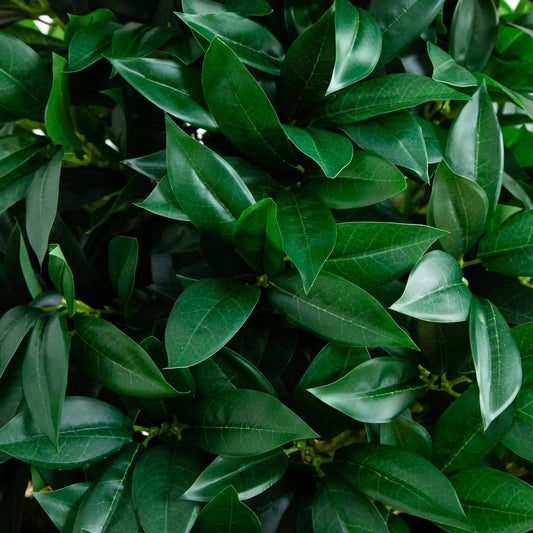 56-inch bay leaf cone topiary leaves closeup in dark green artificial foliage Nearly Natural on Tampa Home & Garden Store