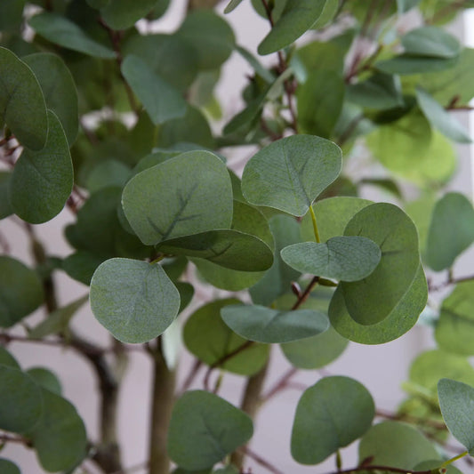 Artificial eucalyptus plant with green rounded leaves on Tampa Home & Garden Store