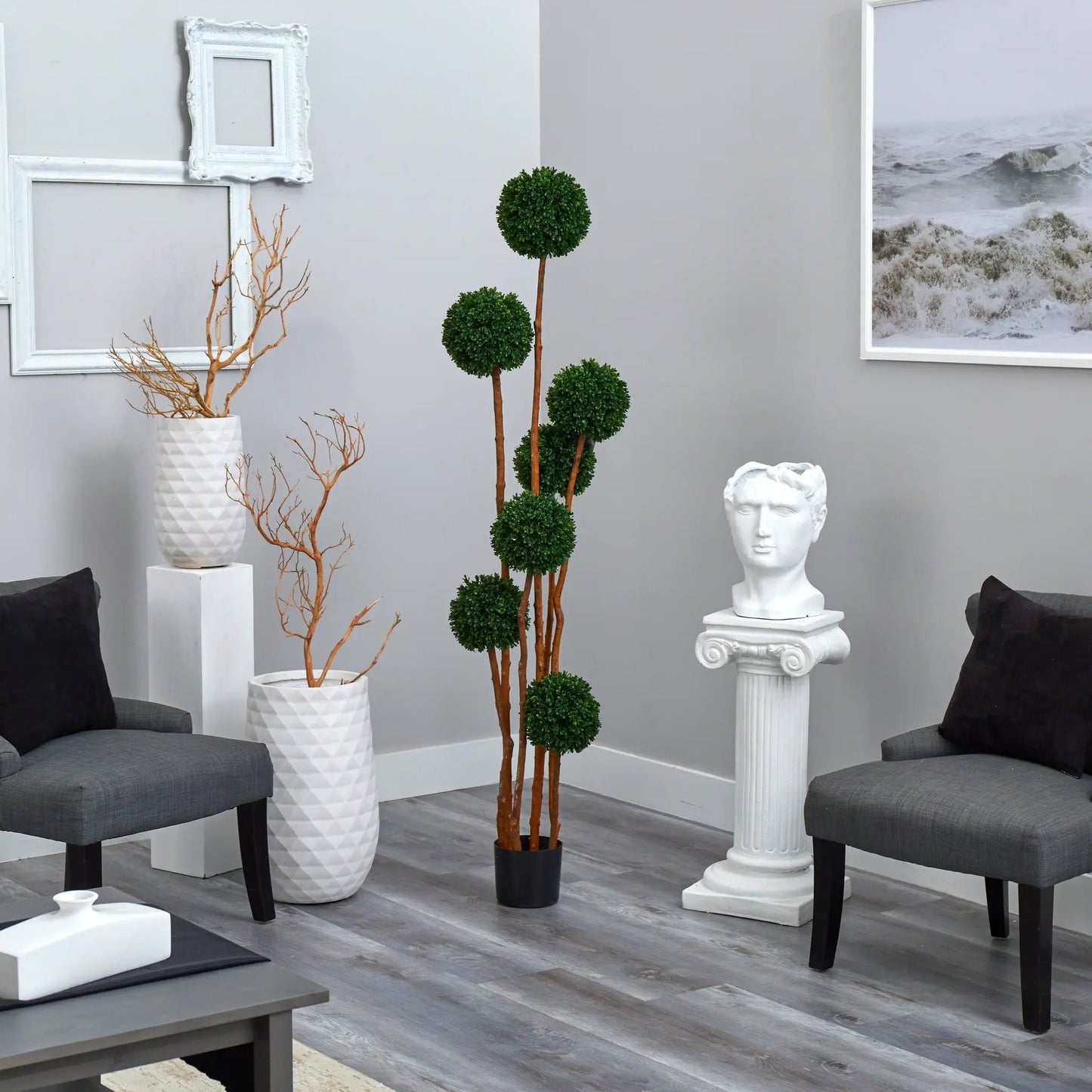 6 ft boxwood ball topiary trees with natural trunks in black pots indoor display on Tampa Home & Garden Store