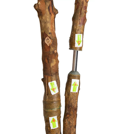 Artificial Ficus Tree with Bamboo Planter, 6ft tall indoor display, two brown bark trunks on Tampa Home & Garden Store
