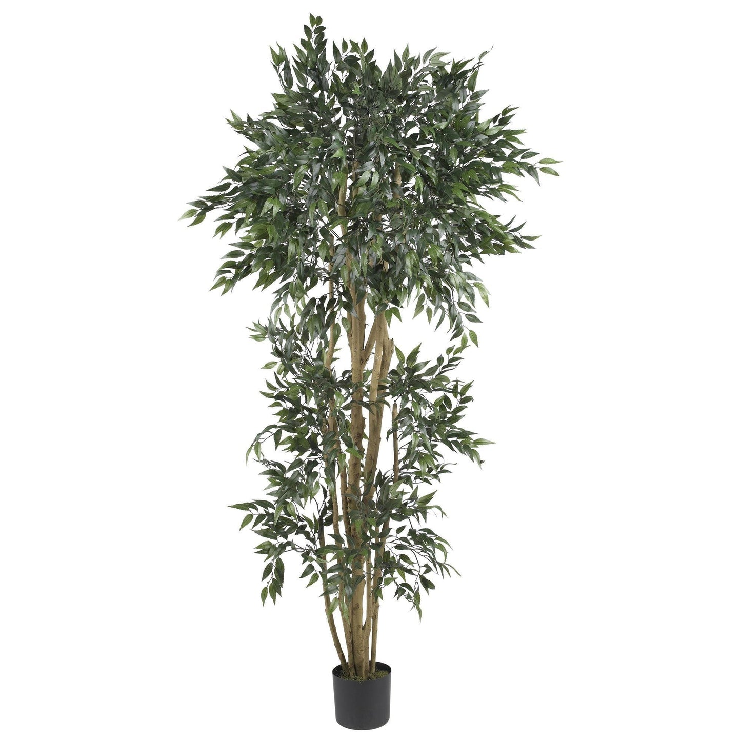 6 ft green ash silk tree with dense dark green leaves in a black pot on Tampa Home & Garden Store