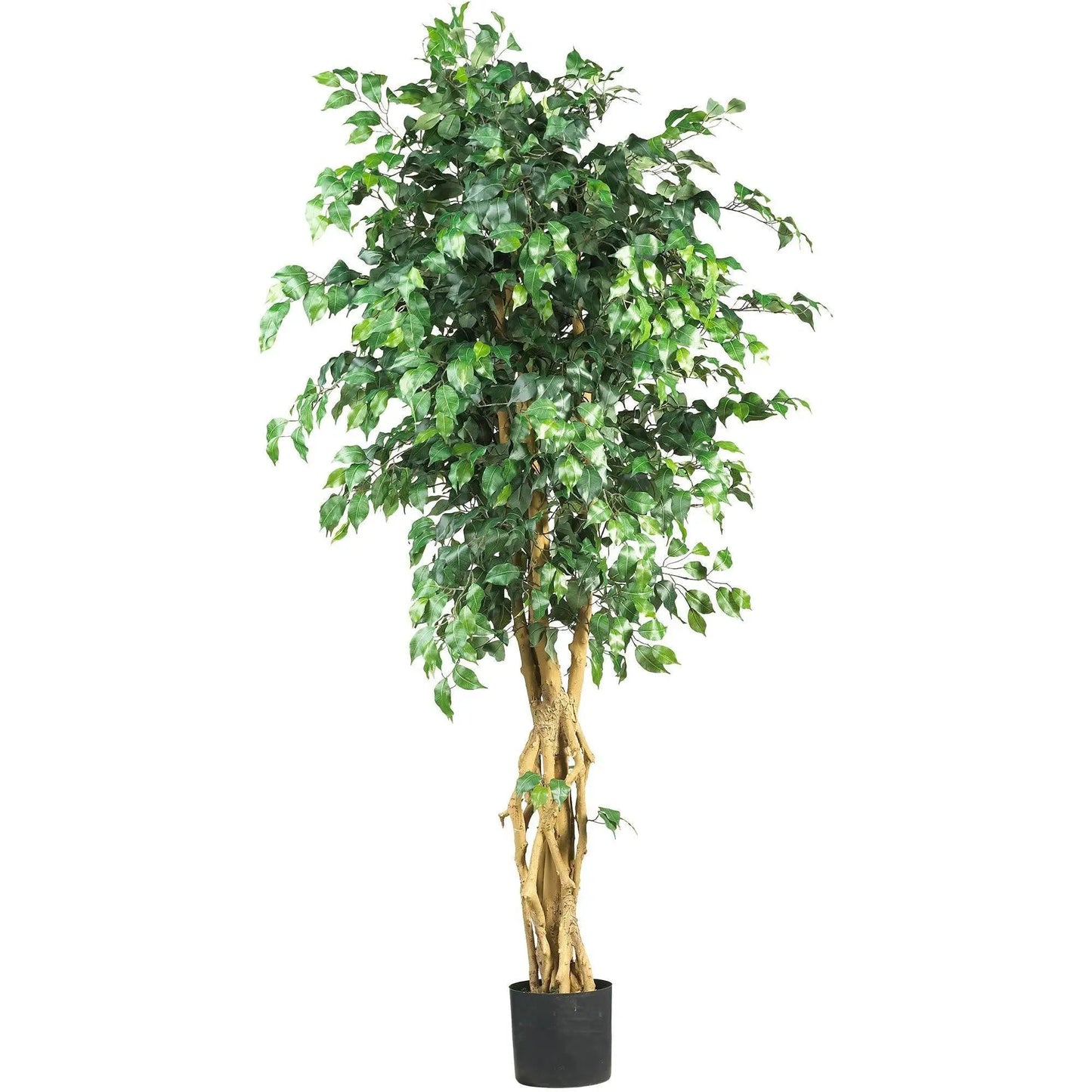 Six Foot Palace Ficus Silk Tree, with multiple trunks in black planter on Tampa Home & Garden Store