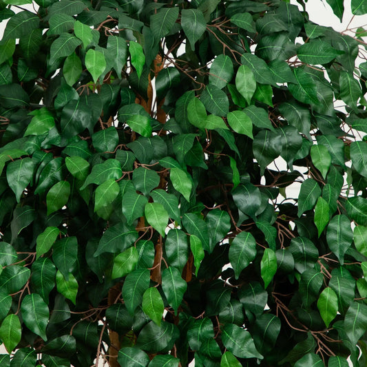 Six Foot Palace Style Ficus Silk Tree with dense green leaves and brown trunk by Nearly Natural on Tampa Home & Garden Store