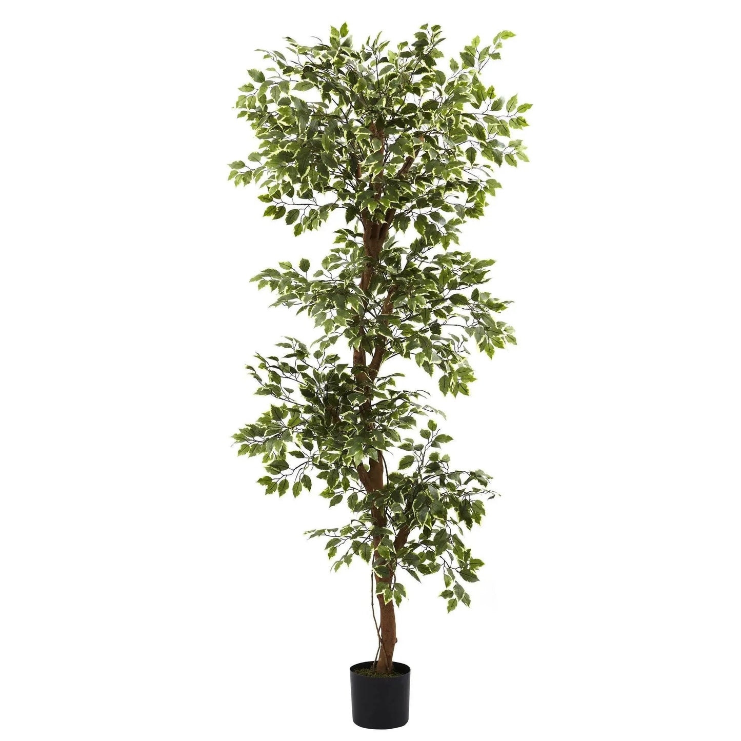 Six Foot Variegated Ficus Tree Silk Topiary in black planter Nearly Natural artificial tree on Tampa Home & Garden Store