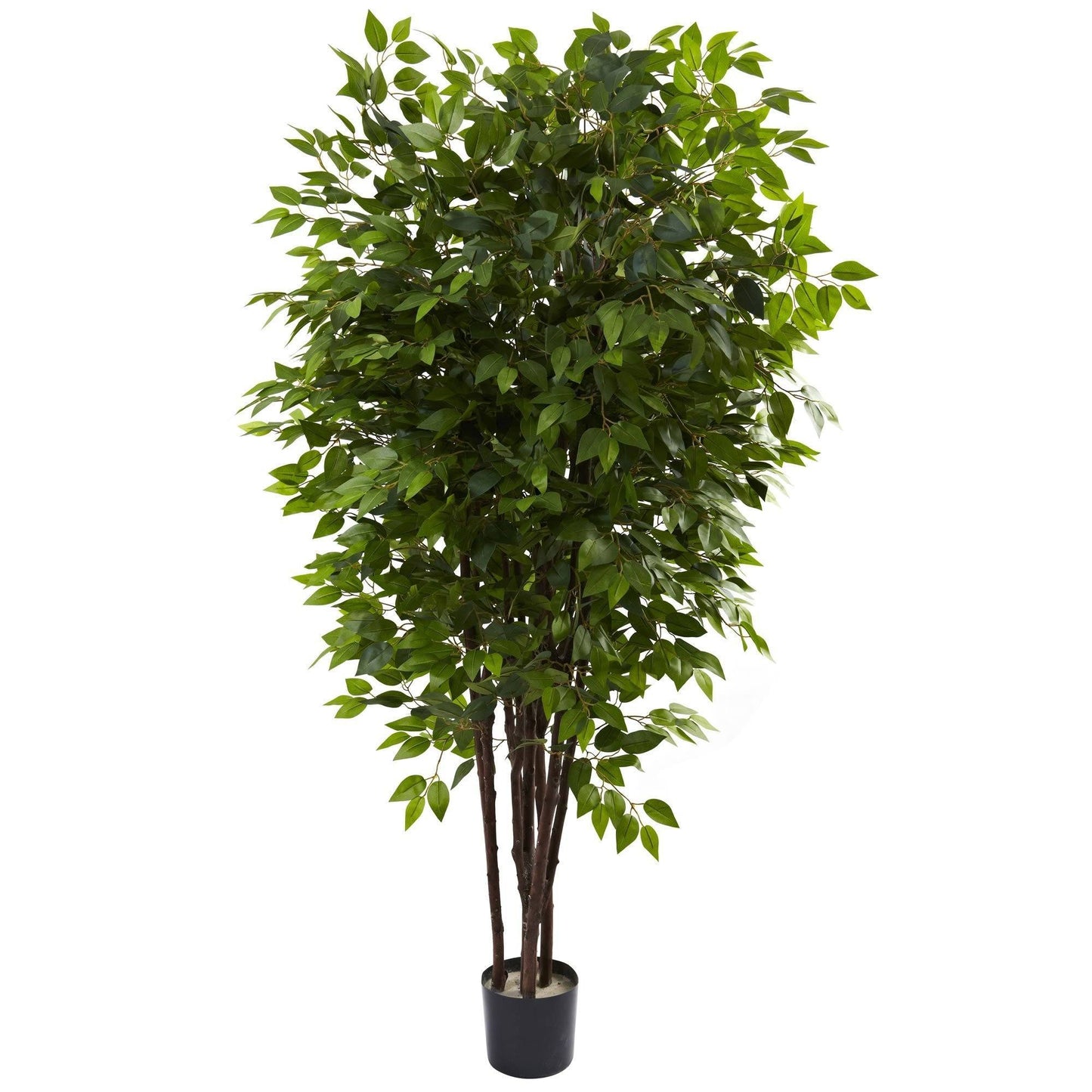 Ficus de lujo de 6,5 pies