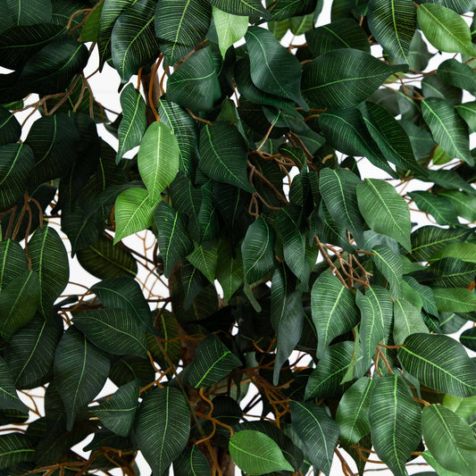 6.5’ Ficus w/Decorative Planter - Tampa Home & Garden Store