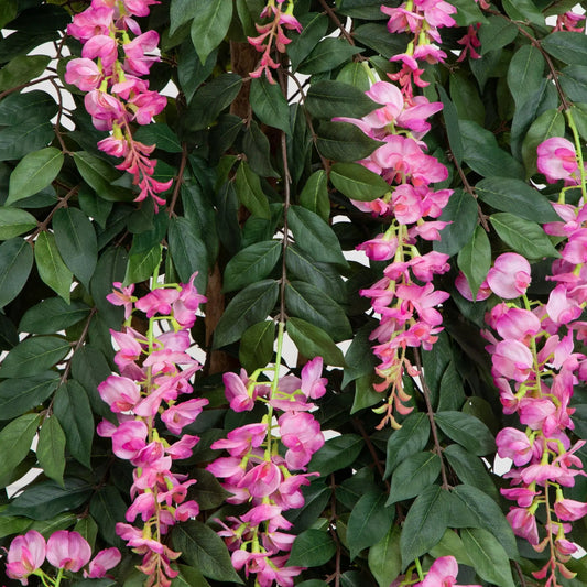 Wisteria Silk Tree garden display pink blossoms on dark green leaves 6.5 ft on Tampa Home & Garden Store