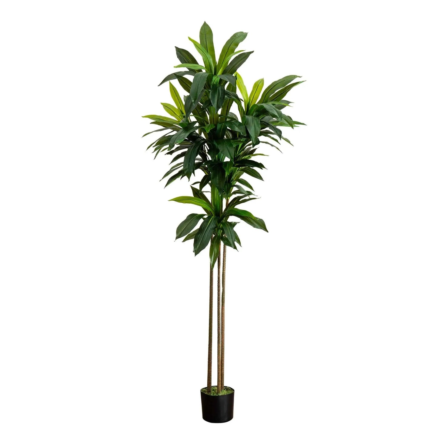 Seven Foot Lifelike Nearly Natural Dracaena Tree with multiple trunks and leaves in a black pot on Tampa Home & Garden Store